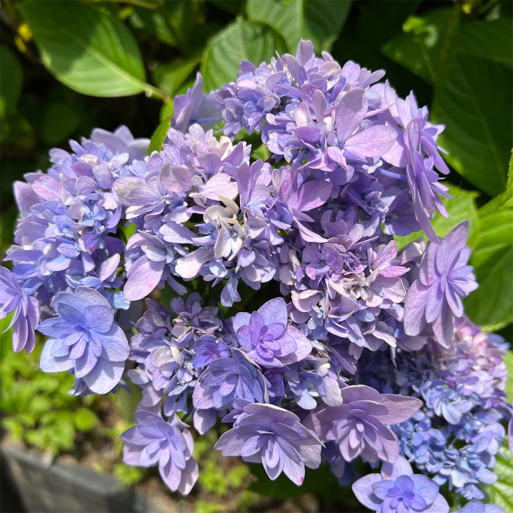 f:id:zabon-inu:20220624121411j:image f:id:zabon-inu:20220624121411j:image