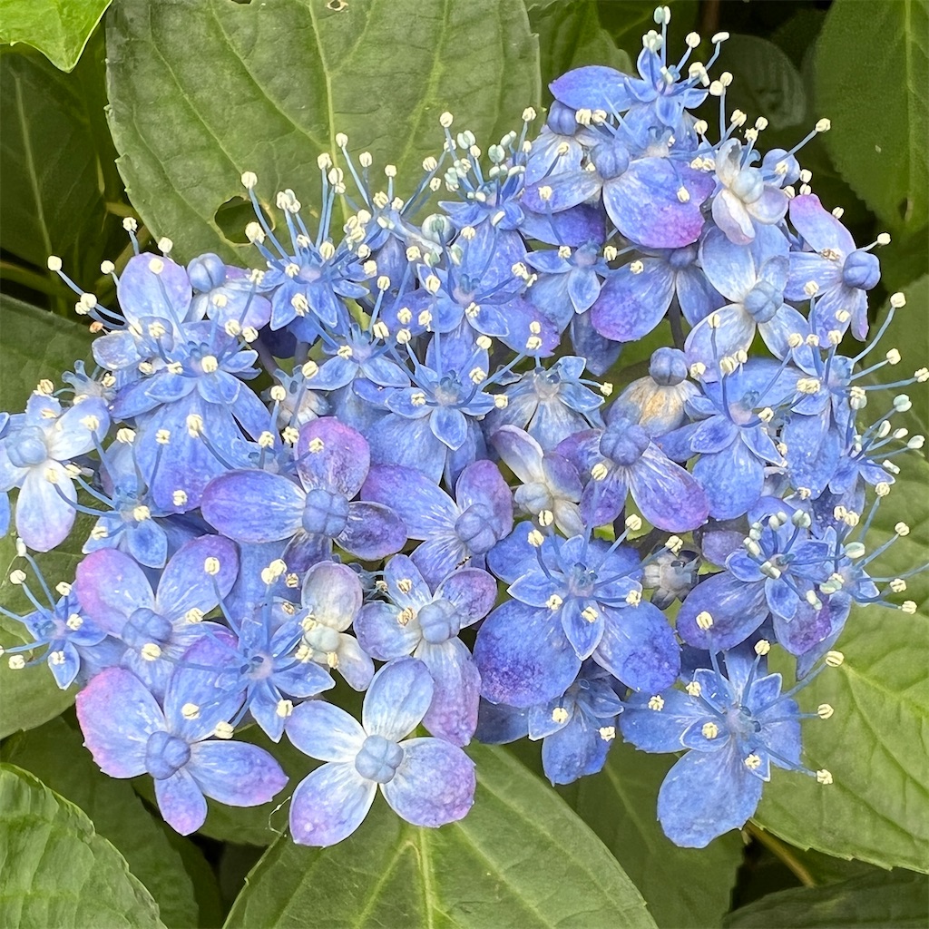 f:id:zabon-inu:20220624121414j:image f:id:zabon-inu:20220624121414j:image