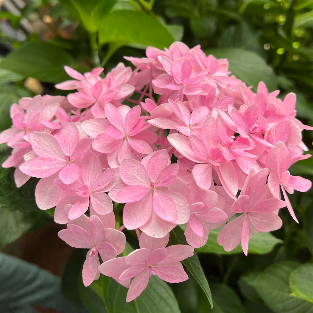 f:id:zabon-inu:20220624121418j:image f:id:zabon-inu:20220624121418j:image