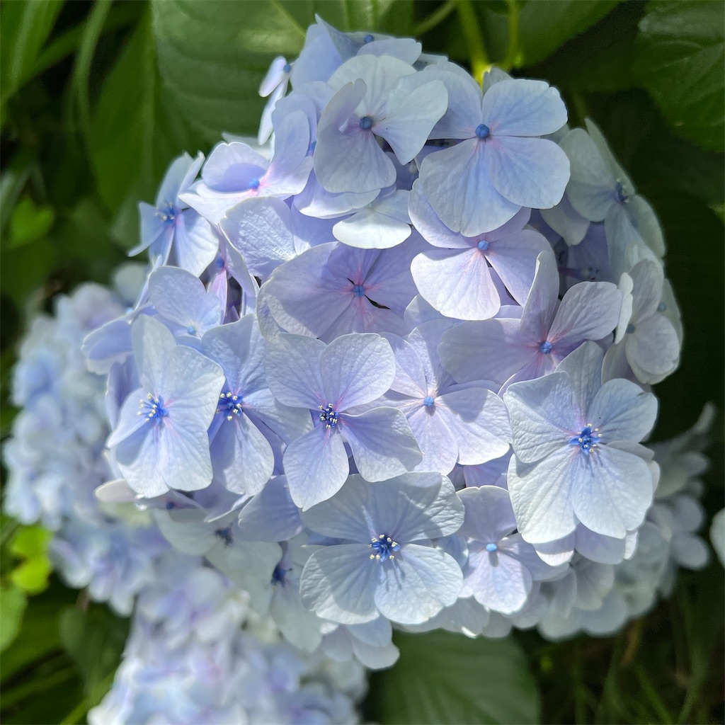 f:id:zabon-inu:20220624121449j:image f:id:zabon-inu:20220624121449j:image
