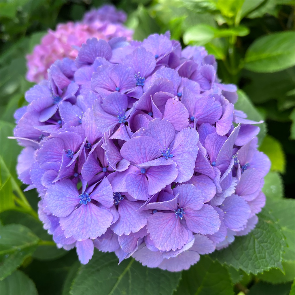 f:id:zabon-inu:20220624121453j:image f:id:zabon-inu:20220624121453j:image