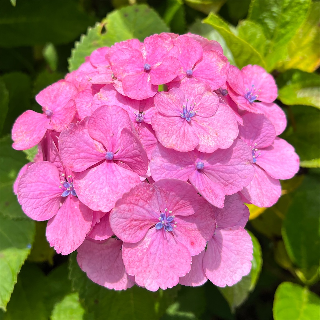 f:id:zabon-inu:20220624121456j:image f:id:zabon-inu:20220624121456j:image