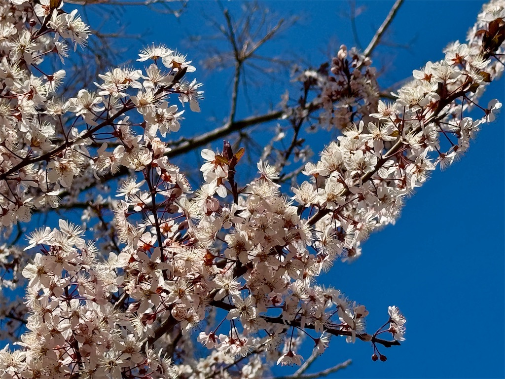 f:id:zabon-inu:20250423082542j:image