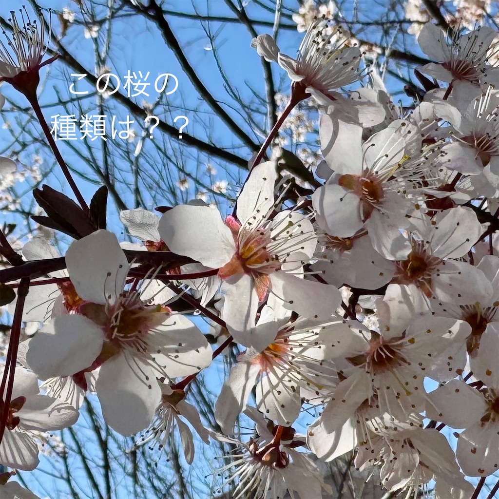 f:id:zabon-inu:20250423082614j:image