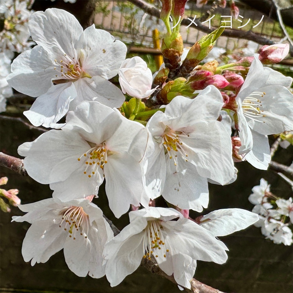 f:id:zabon-inu:20250423082619j:image
