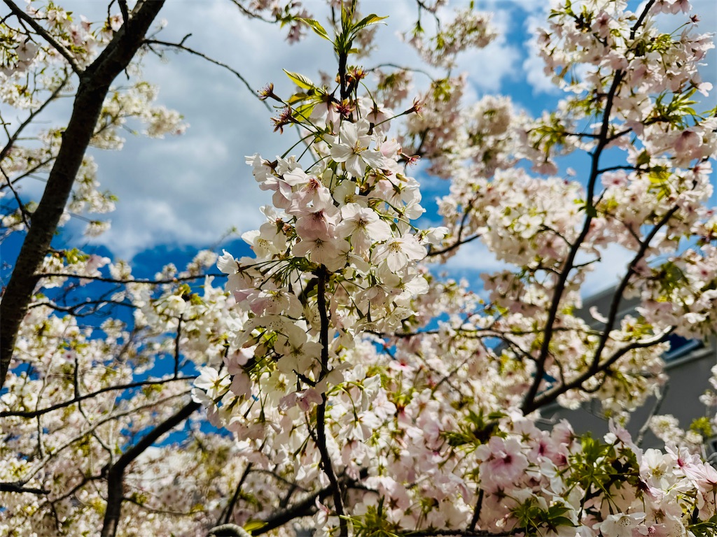 f:id:zabon-inu:20250423082803j:image