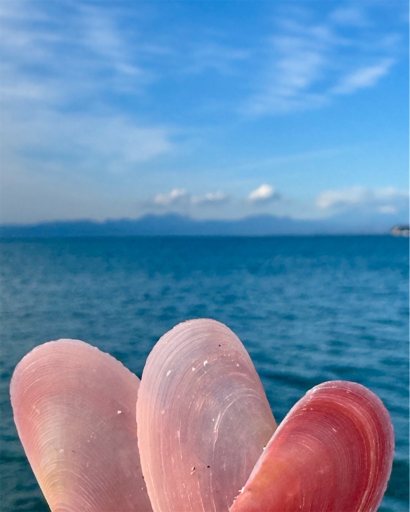 海と、海で拾った桜貝