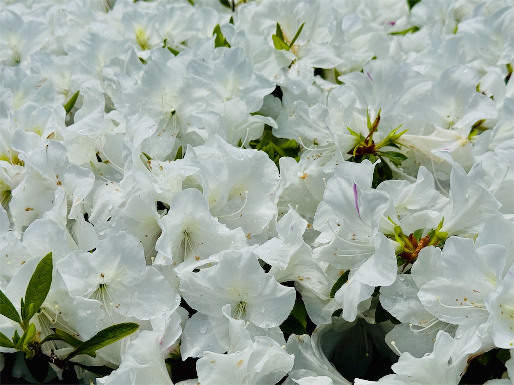 f:id:zabon-inu:20250504103909j:image