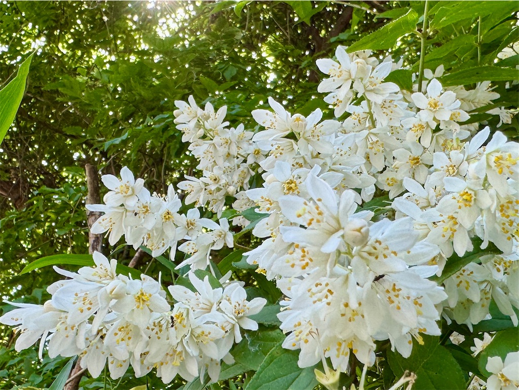 f:id:zabon-inu:20250526213741j:image