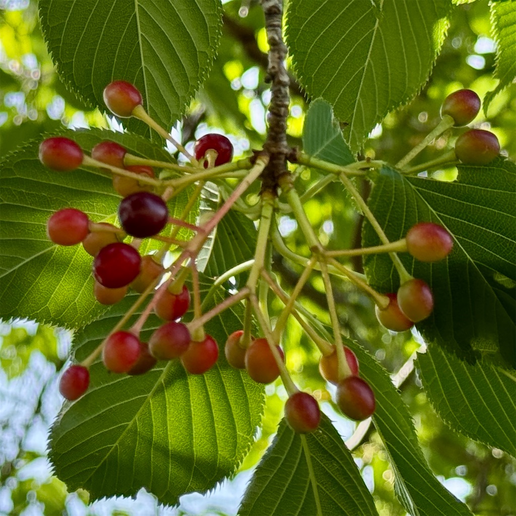 f:id:zabon-inu:20250608095942j:image f:id:zabon-inu:20250608095942j:image