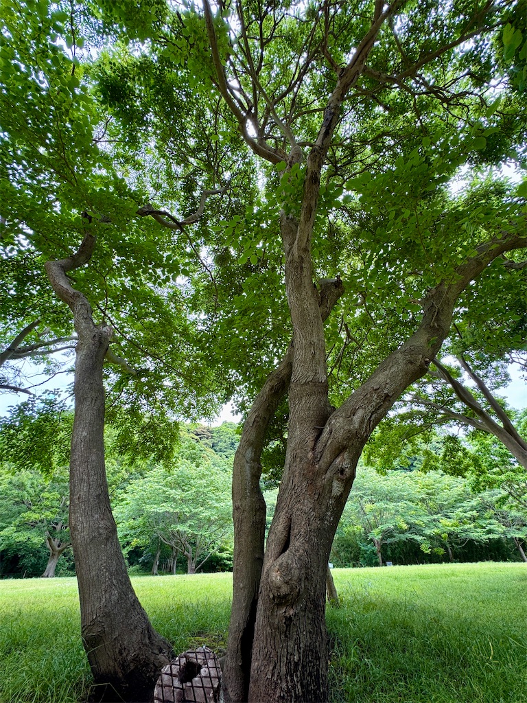 f:id:zabon-inu:20250608100221j:image