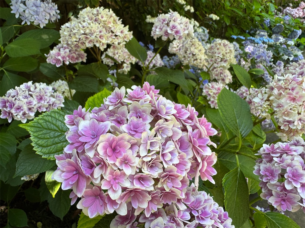 f:id:zabon-inu:20250619171951j:image