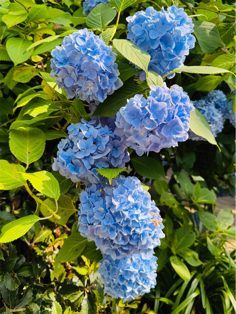 f:id:zabon-inu:20250621161508j:image