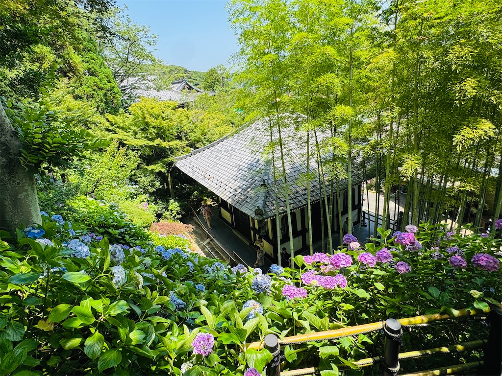 f:id:zabon-inu:20250621161919j:image