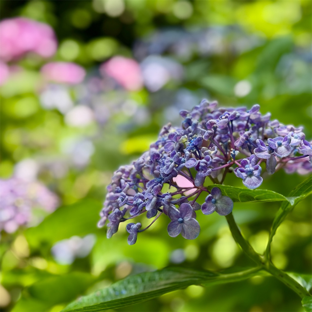 f:id:zabon-inu:20250622111408j:image f:id:zabon-inu:20250622111408j:image