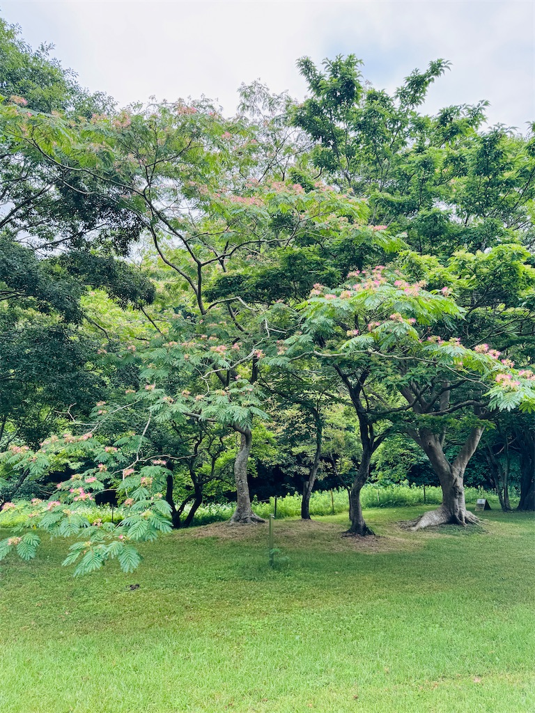 f:id:zabon-inu:20250704084510j:image