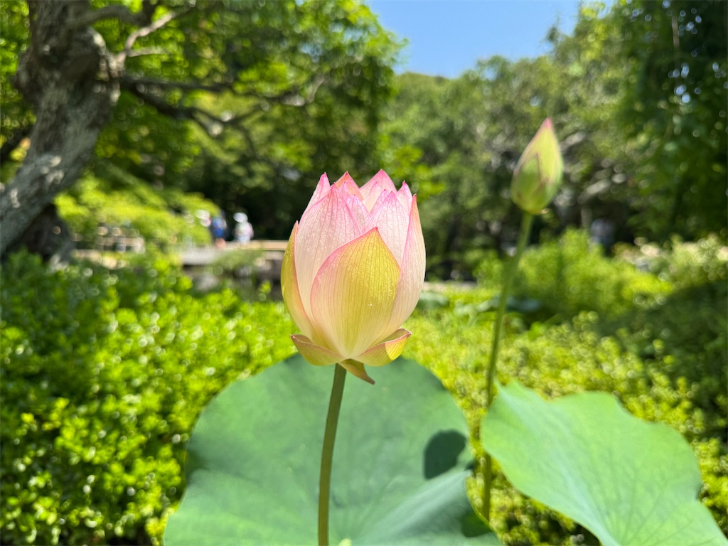 f:id:zabon-inu:20250704084706j:image