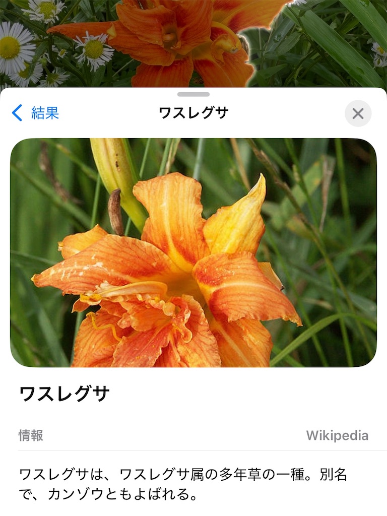 f:id:zabon-inu:20250704085737j:image
