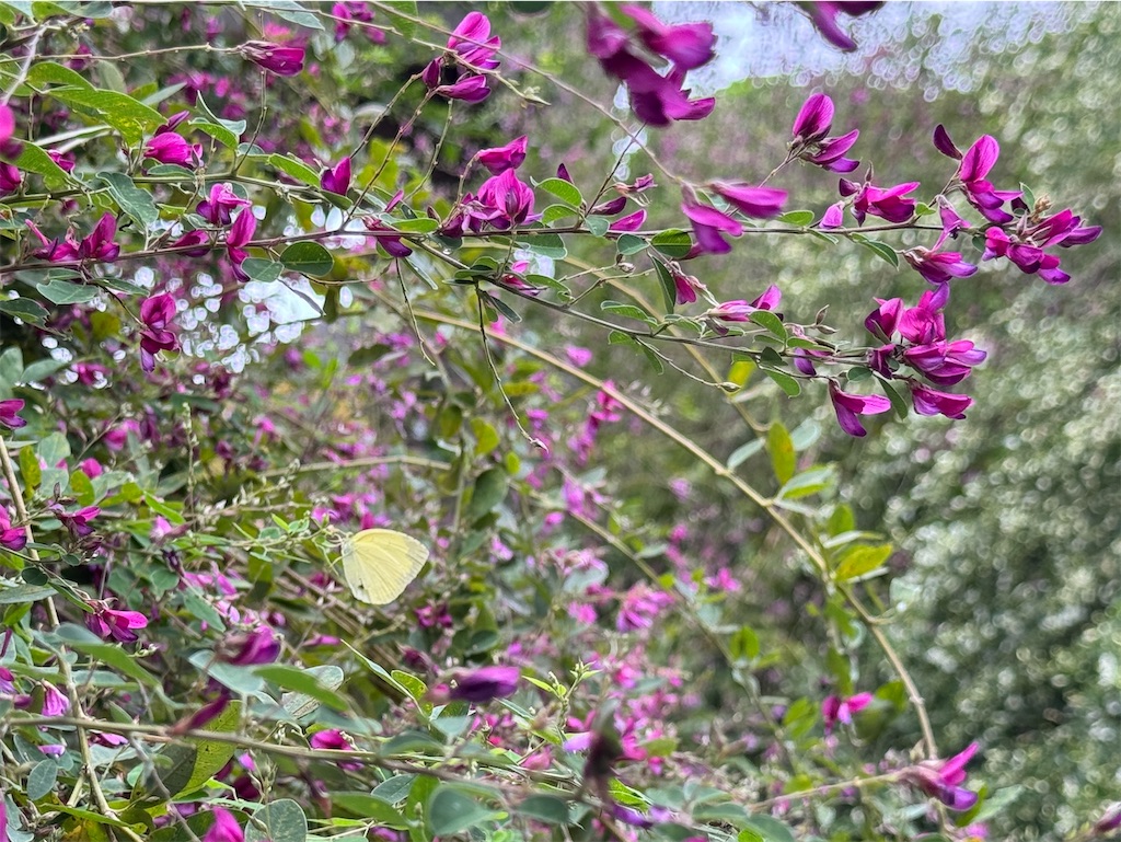 f:id:zabon-inu:20250927133921j:image f:id:zabon-inu:20250927133921j:image