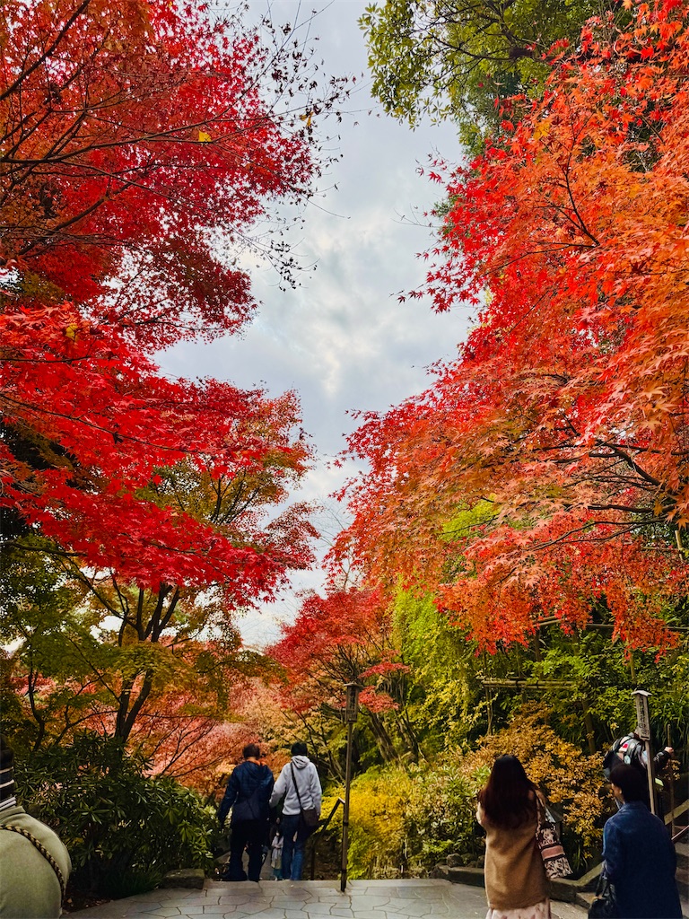 f:id:zabon-inu:20251129181702j:image f:id:zabon-inu:20251129181702j:image