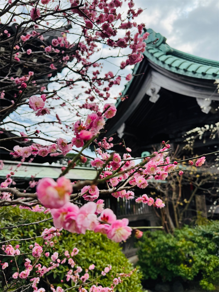f:id:zabon-inu:20260223101833j:image f:id:zabon-inu:20260223101833j:image