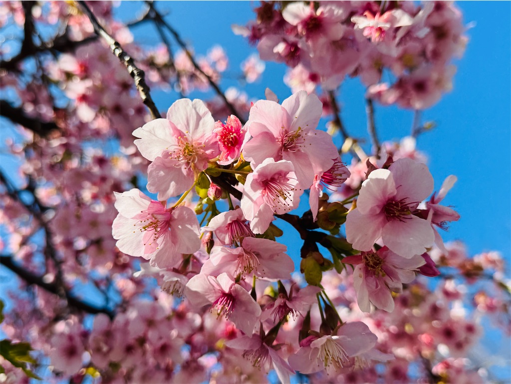 f:id:zabon-inu:20260301223855j:image
