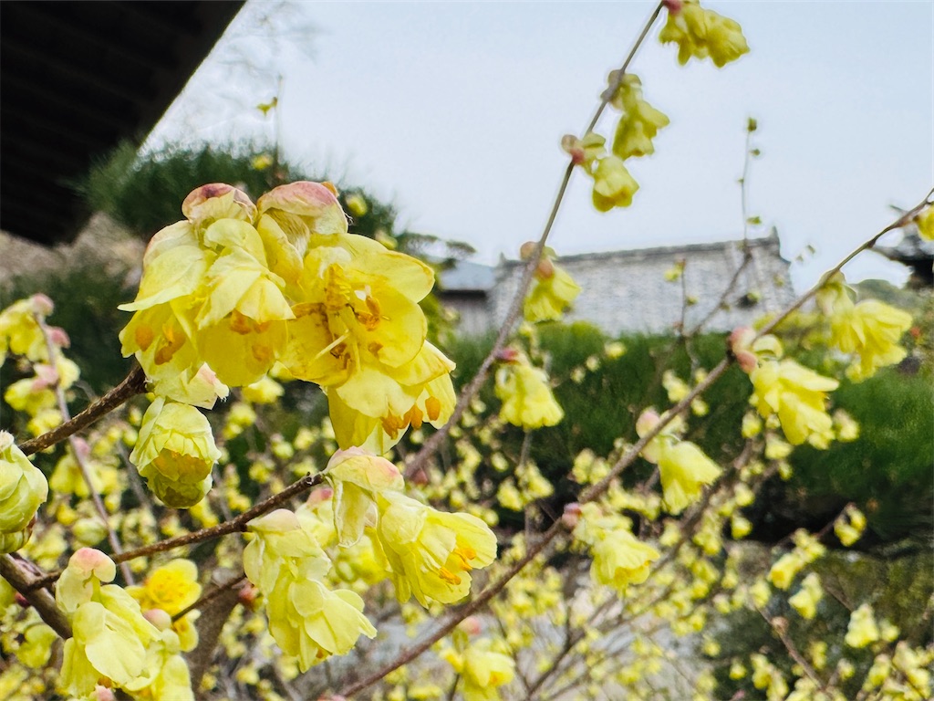 f:id:zabon-inu:20260326085040j:image