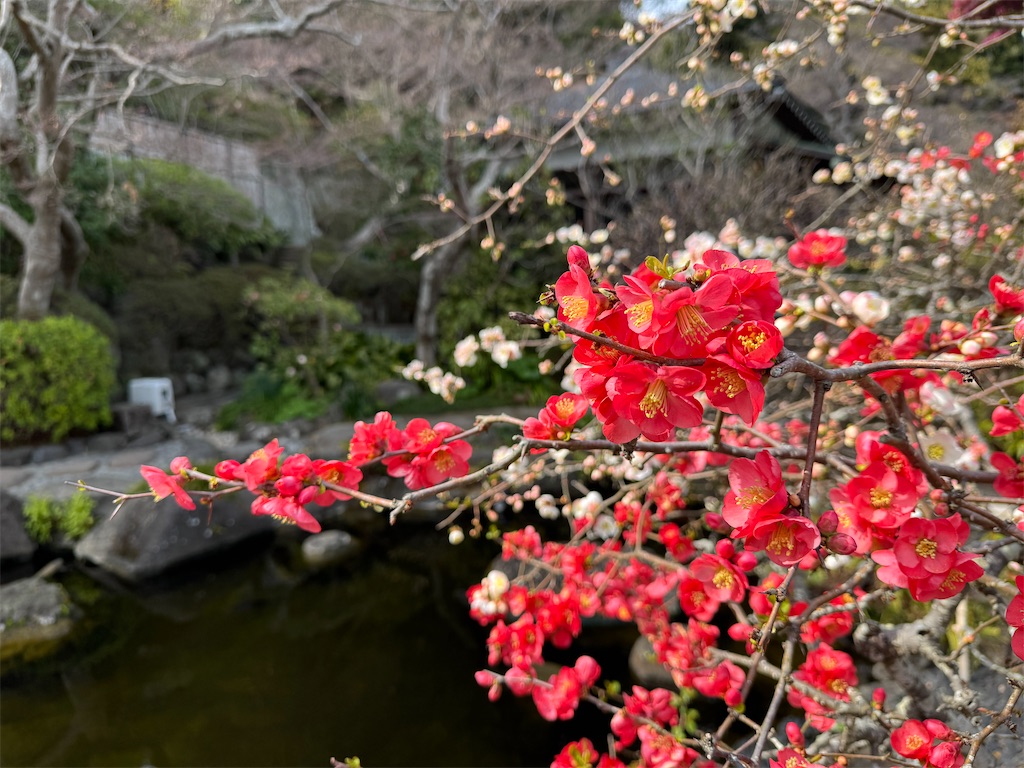 f:id:zabon-inu:20260326085045j:image