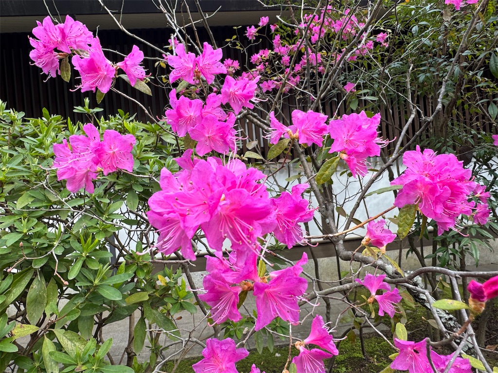 f:id:zabon-inu:20260326090229j:image