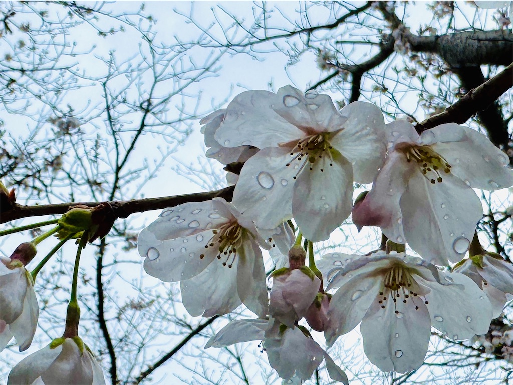 f:id:zabon-inu:20260404163821j:image