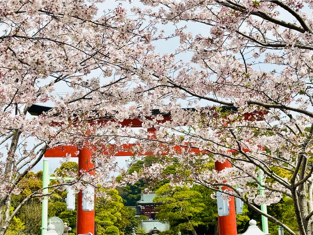 f:id:zabon-inu:20260405175230j:image
