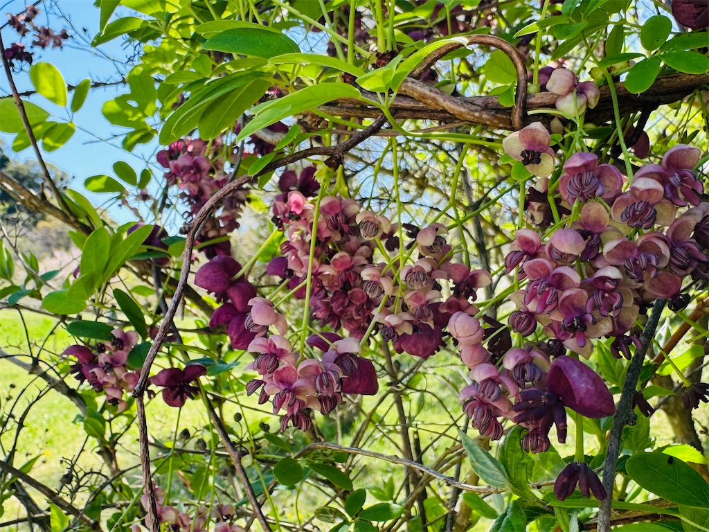 f:id:zabon-inu:20260410084738j:image f:id:zabon-inu:20260410084738j:image