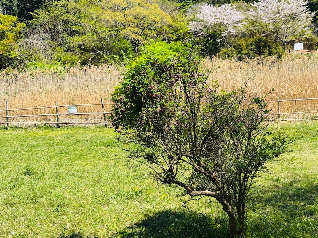 f:id:zabon-inu:20260410084800j:image f:id:zabon-inu:20260410084800j:image