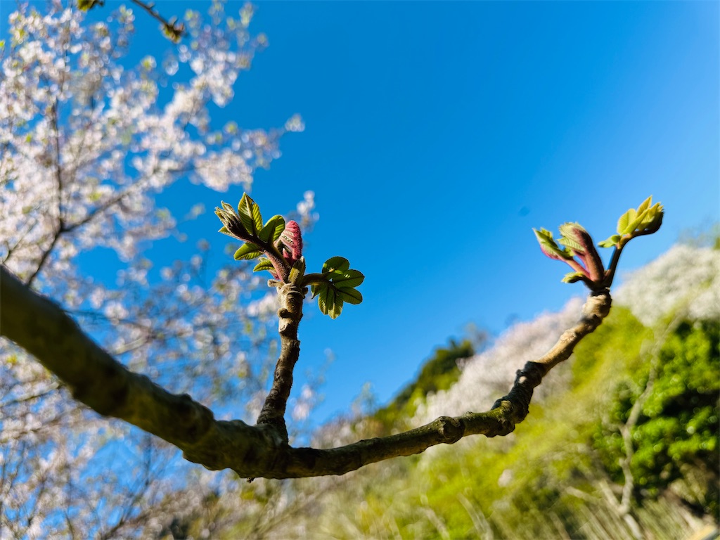 f:id:zabon-inu:20260410084817j:image f:id:zabon-inu:20260410084817j:image