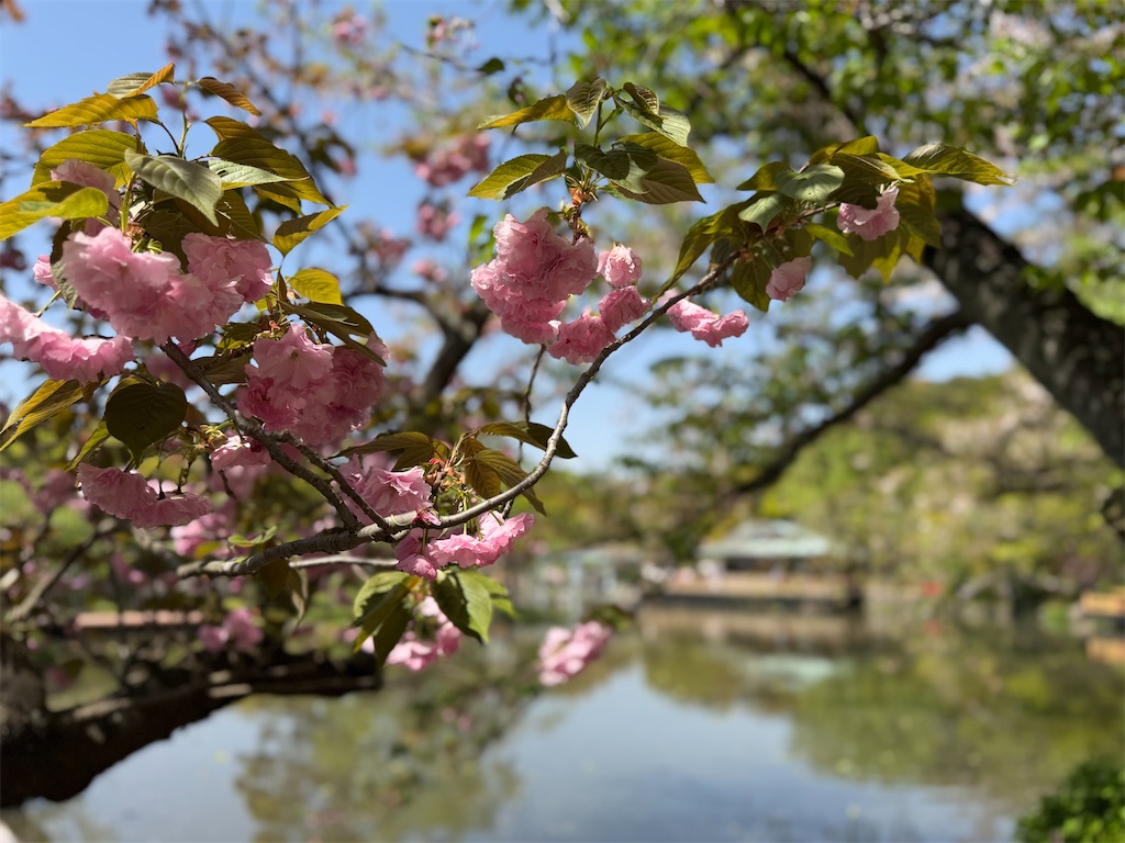 f:id:zabon-inu:20260411154541j:image