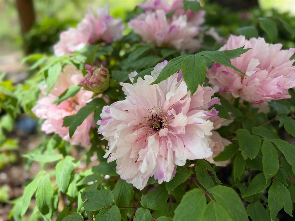 f:id:zabon-inu:20260411155459j:image