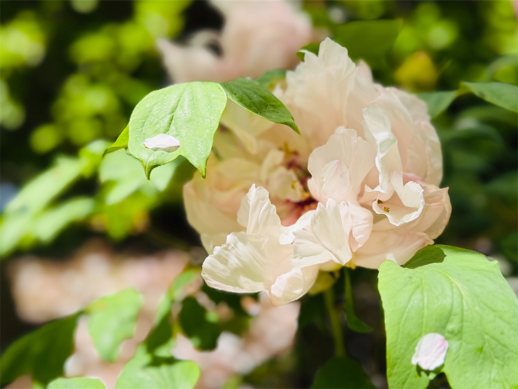 f:id:zabon-inu:20260412074256j:image