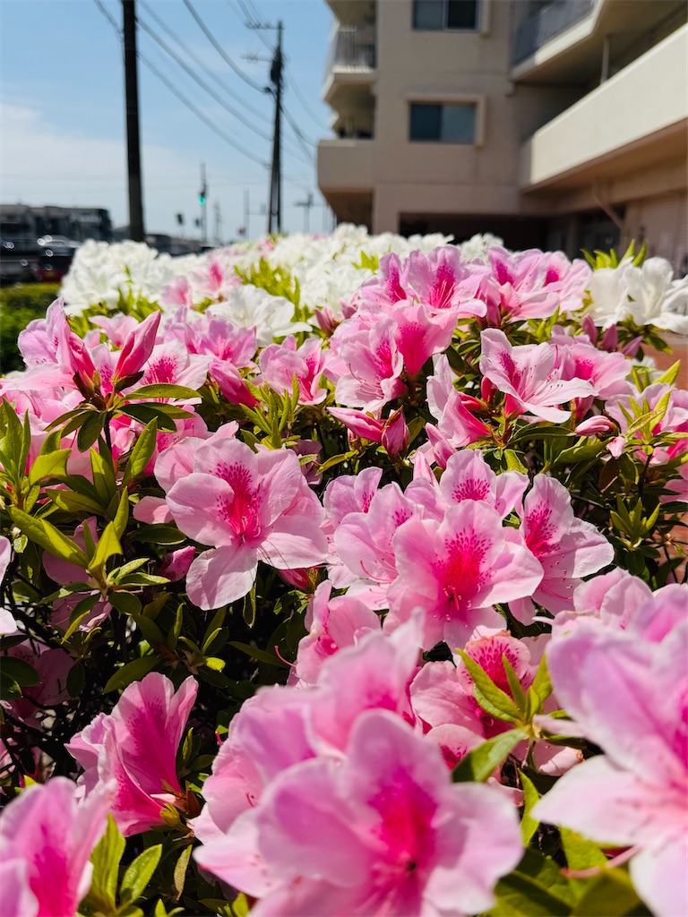 f:id:zabon-inu:20260419172803j:image