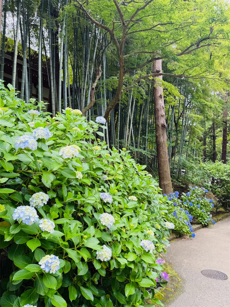 f:id:zabon-inu:20260607094231j:image f:id:zabon-inu:20260607094231j:image