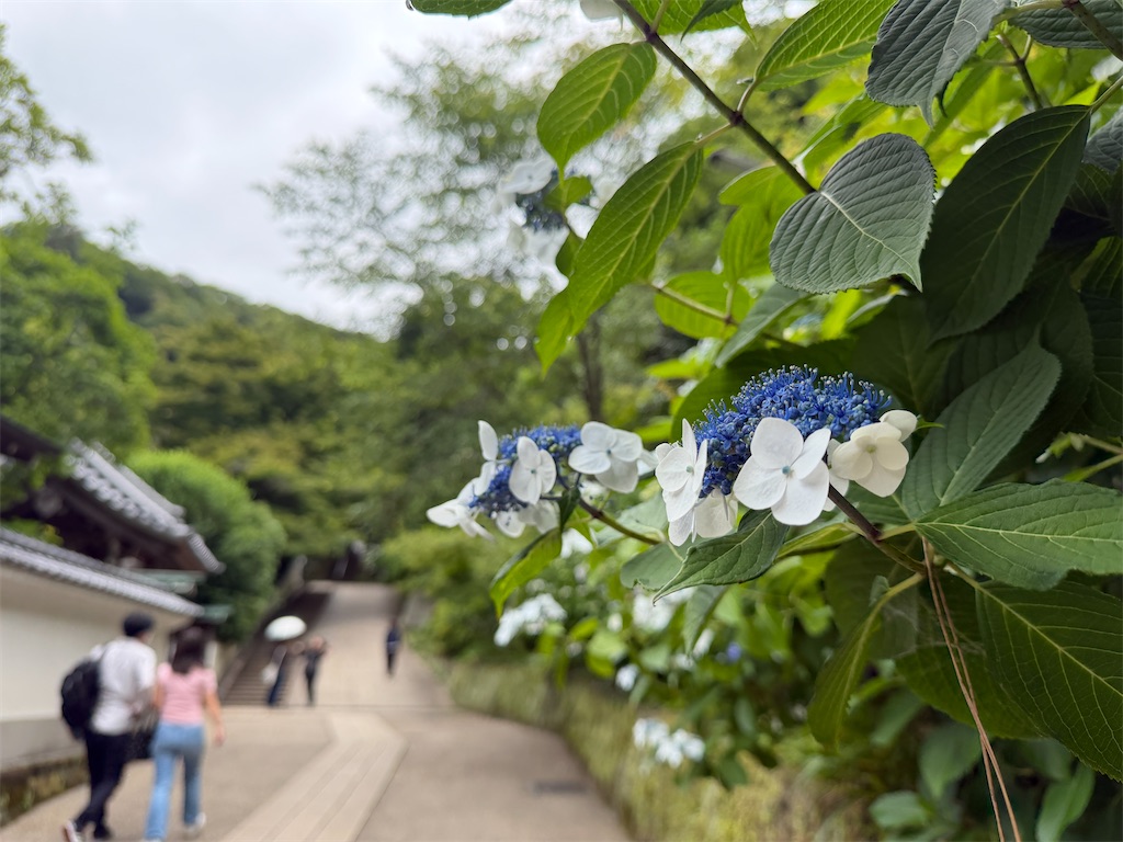 f:id:zabon-inu:20260607094244j:image f:id:zabon-inu:20260607094244j:image