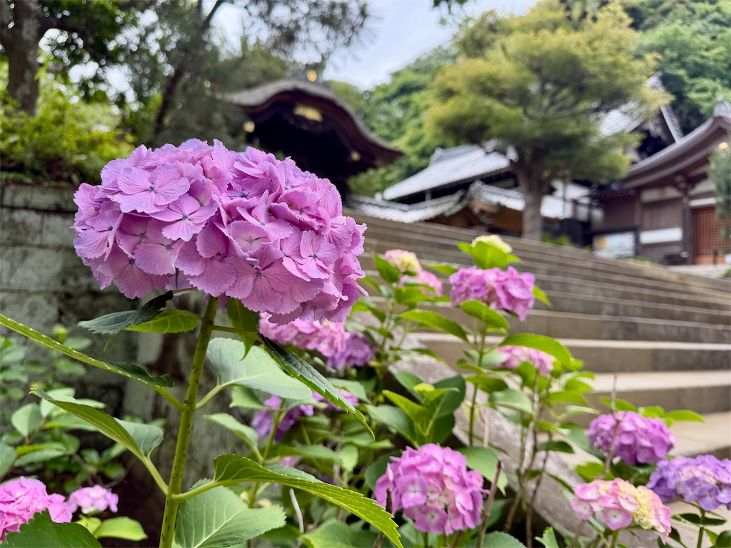 f:id:zabon-inu:20260607094250j:image f:id:zabon-inu:20260607094250j:image
