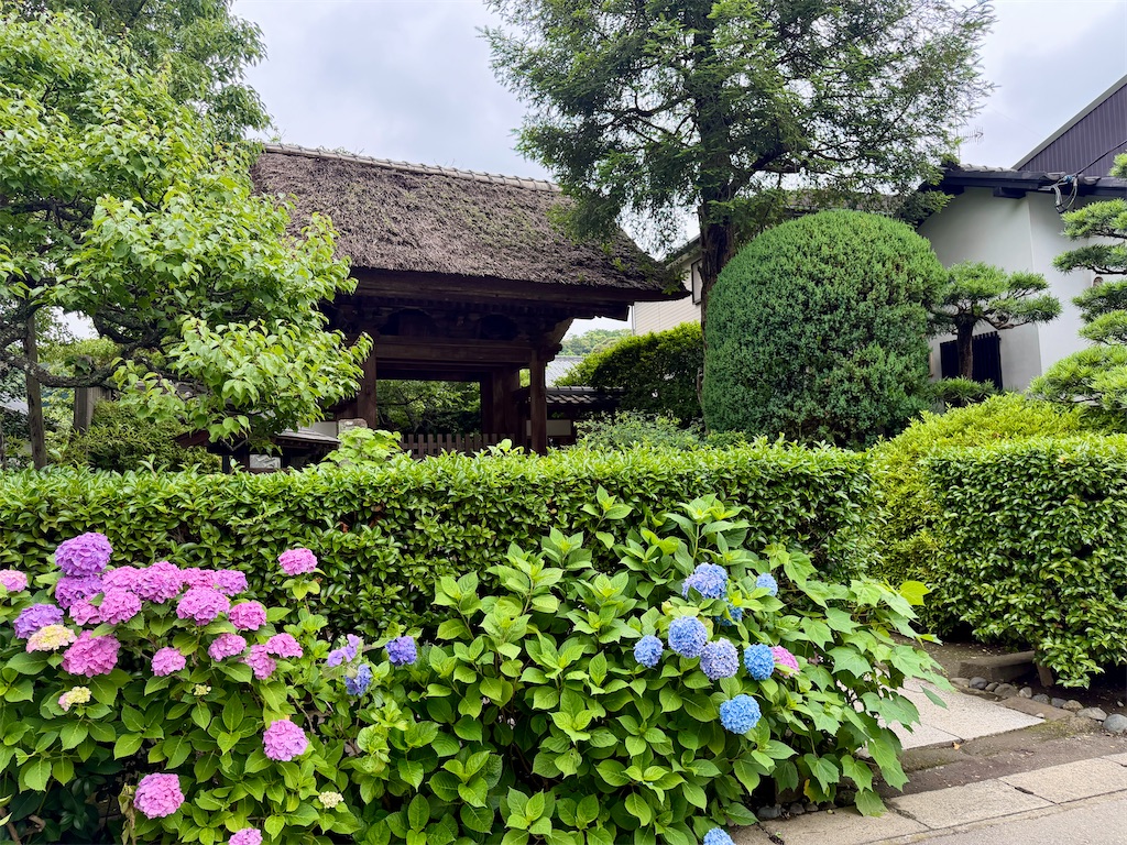 鎌倉】長谷寺のあじさいが見頃に｜極楽寺・成就院と長谷を歩く