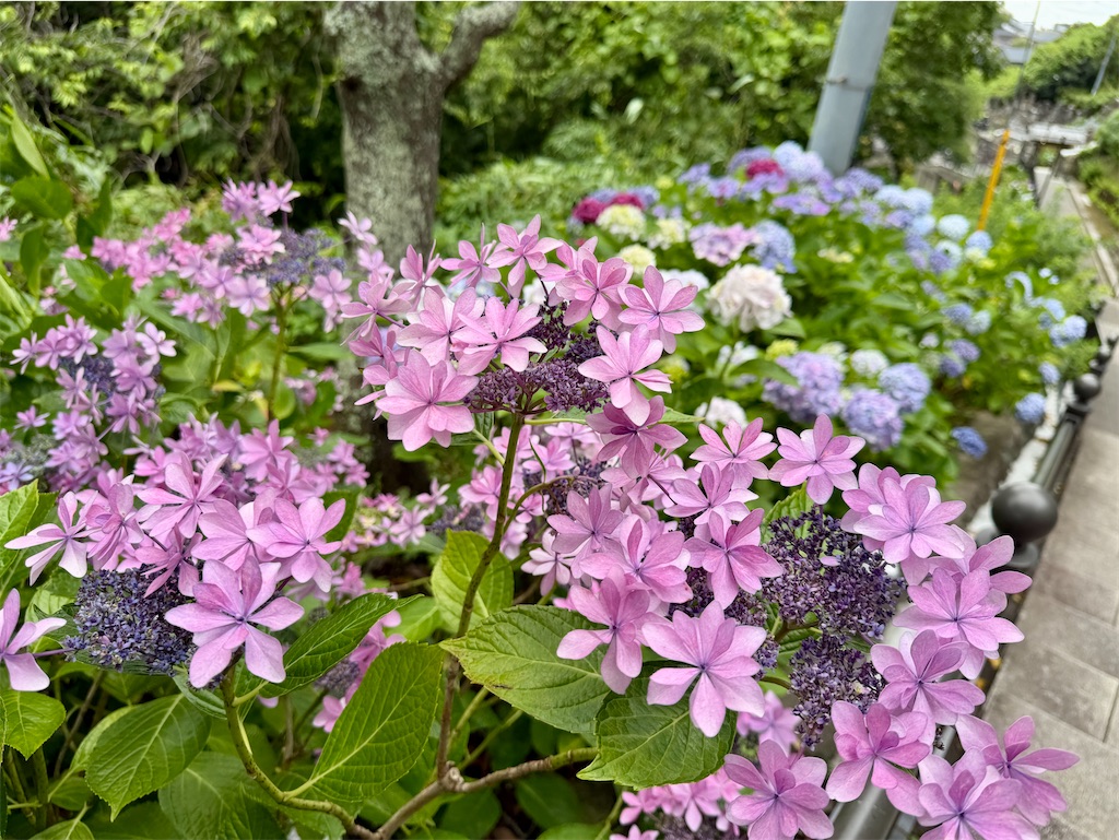 f:id:zabon-inu:20260610163149j:image f:id:zabon-inu:20260610163149j:image