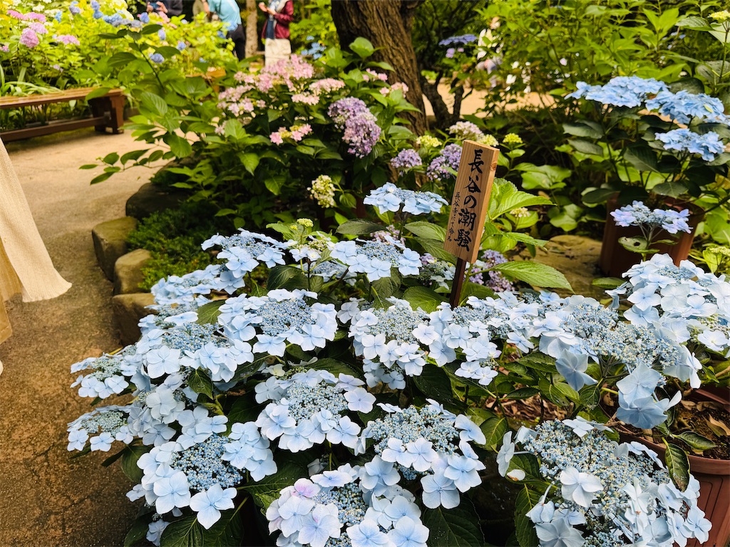 f:id:zabon-inu:20260611085708j:image f:id:zabon-inu:20260611085708j:image