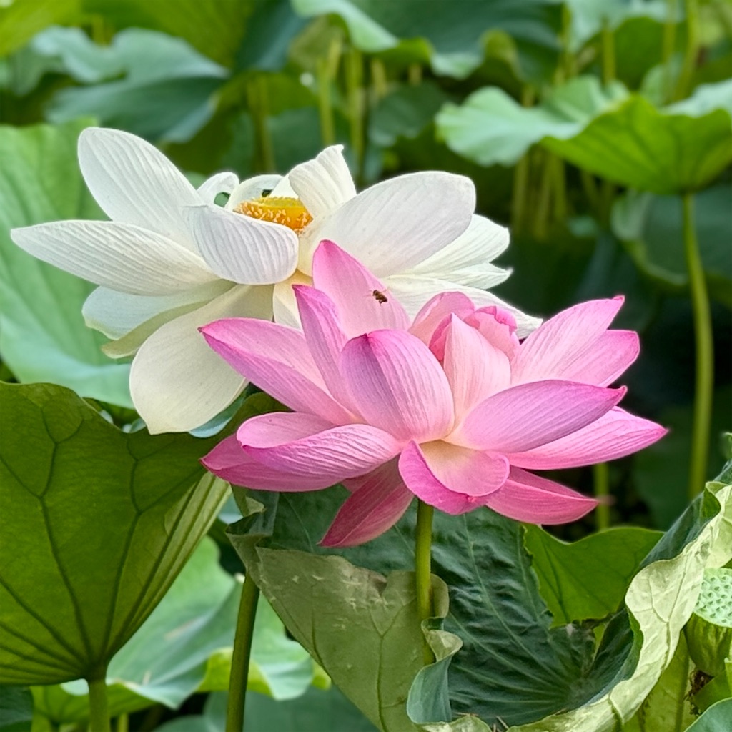 f:id:zabon-inu:20260621061543j:image