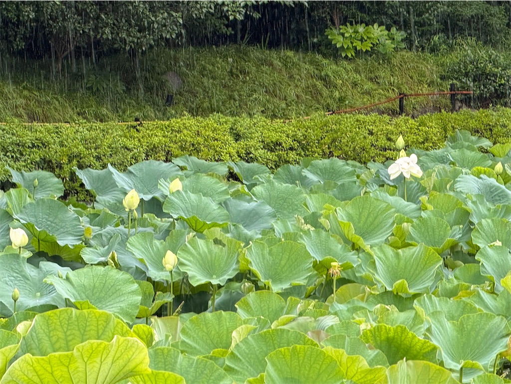 f:id:zabon-inu:20260628160347j:image f:id:zabon-inu:20260628160347j:image
