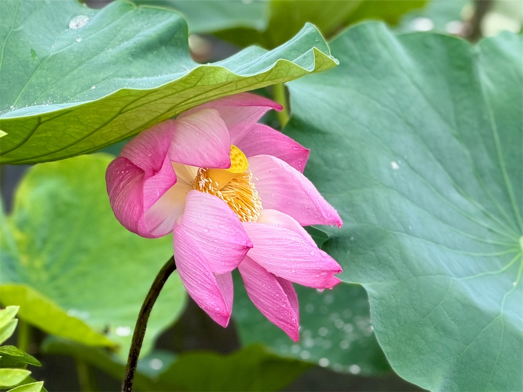f:id:zabon-inu:20260628160351j:image f:id:zabon-inu:20260628160351j:image
