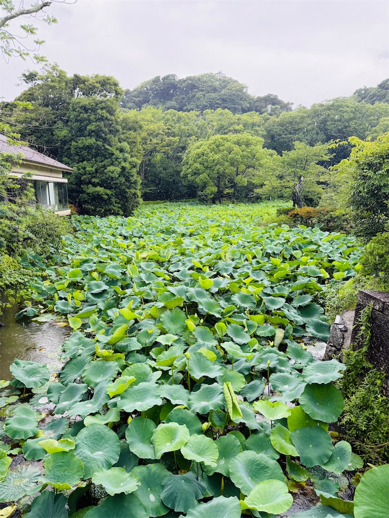 f:id:zabon-inu:20260628160429j:image f:id:zabon-inu:20260628160429j:image