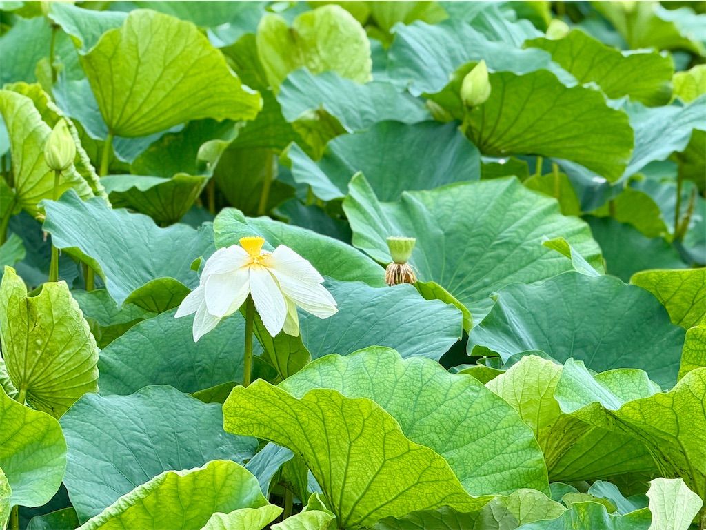 f:id:zabon-inu:20260628160432j:image f:id:zabon-inu:20260628160432j:image