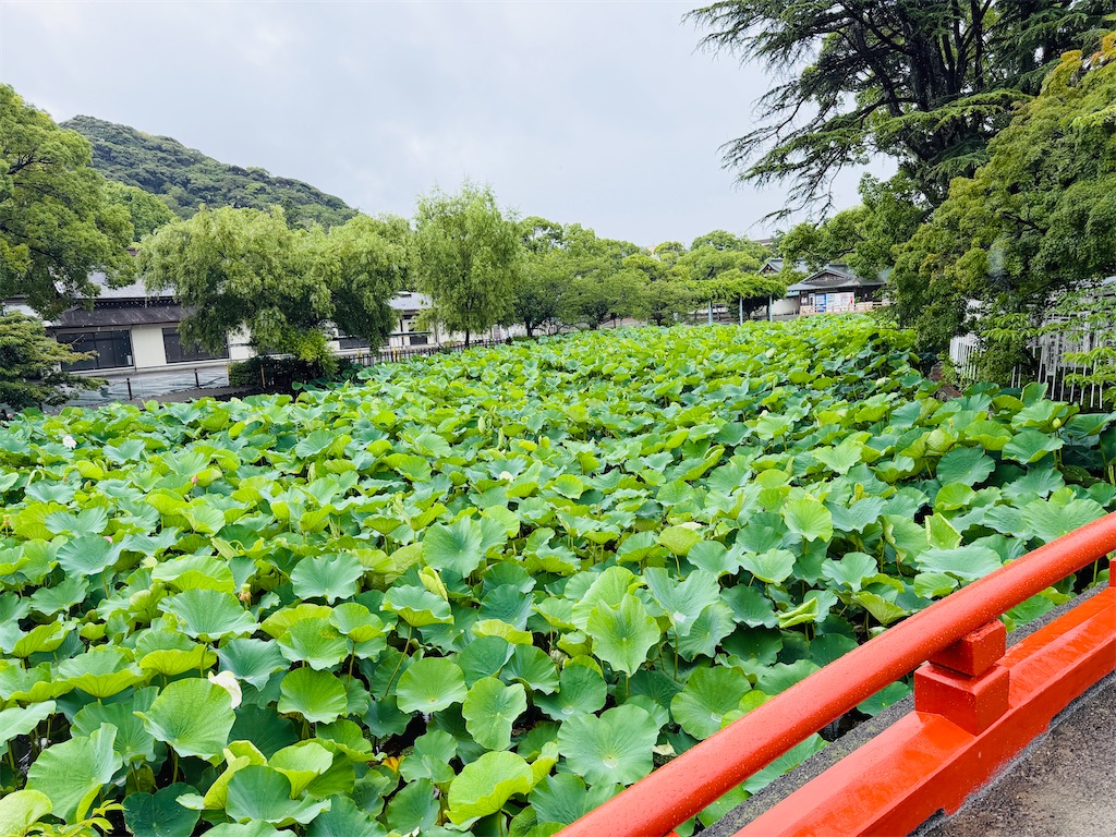 f:id:zabon-inu:20260628163534j:image f:id:zabon-inu:20260628163534j:image
